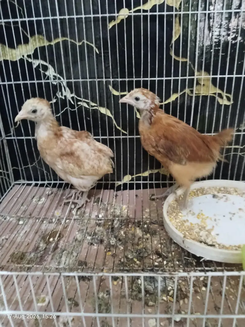 Healthy and Active Chicks For Sale in Rawalpindi — photo 6