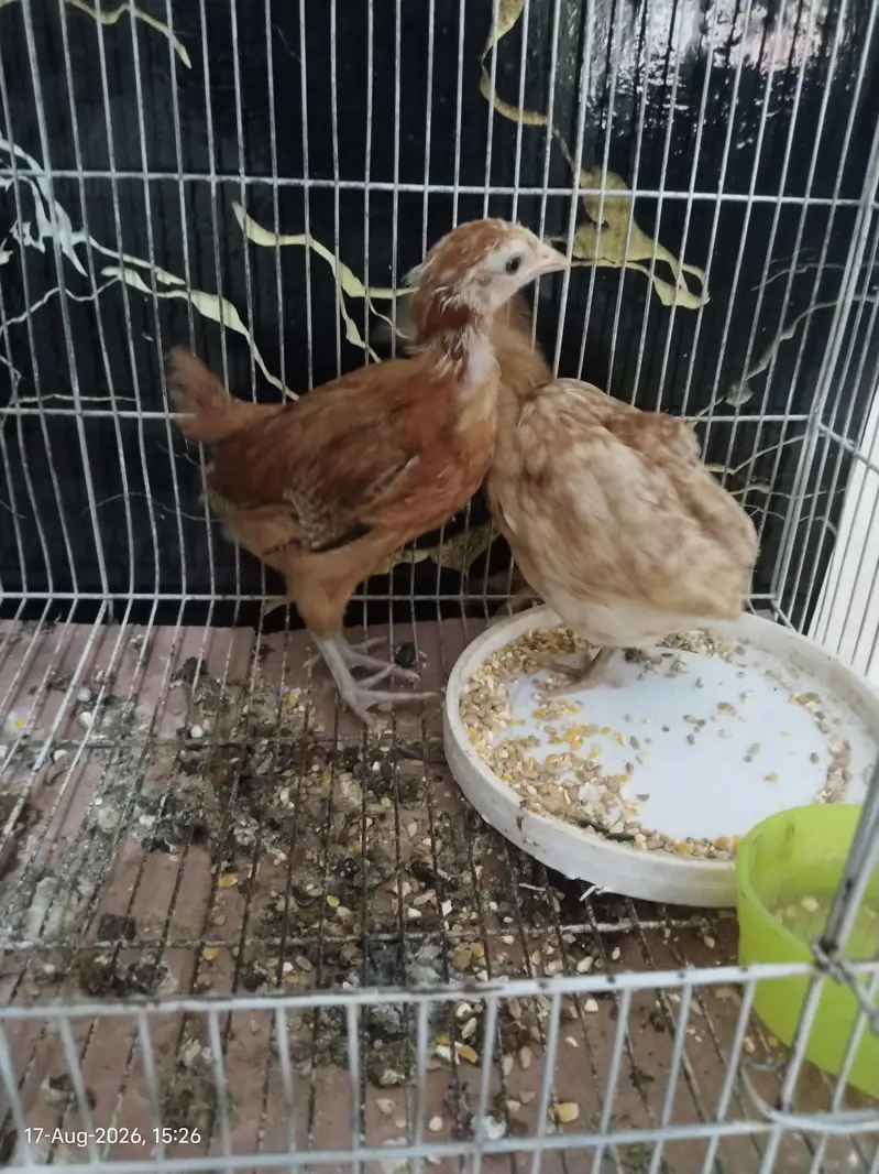 Healthy and Active Chicks For Sale in Rawalpindi — photo 7