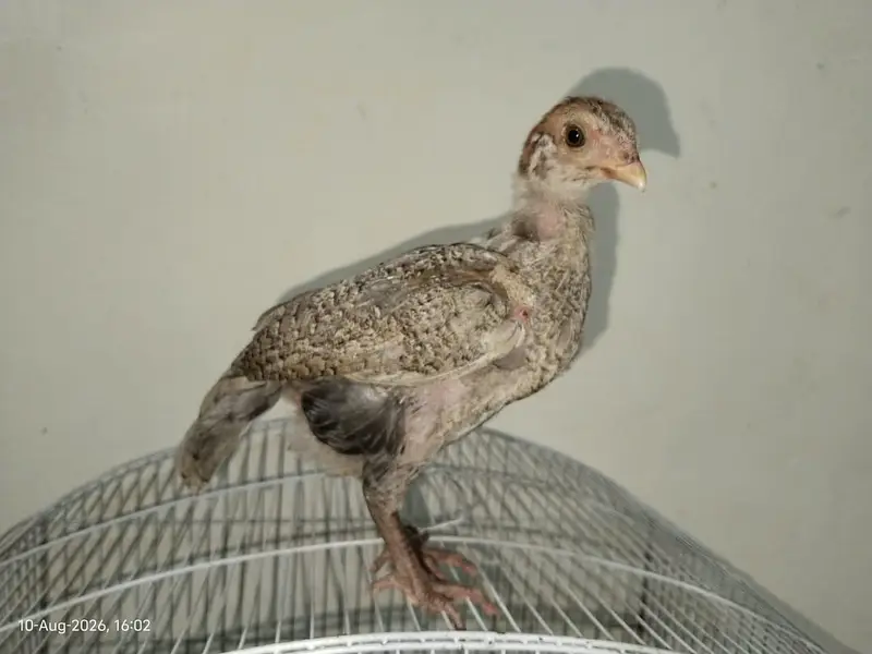 Healthy and Active Chicks For Sale in Rawalpindi — photo 8