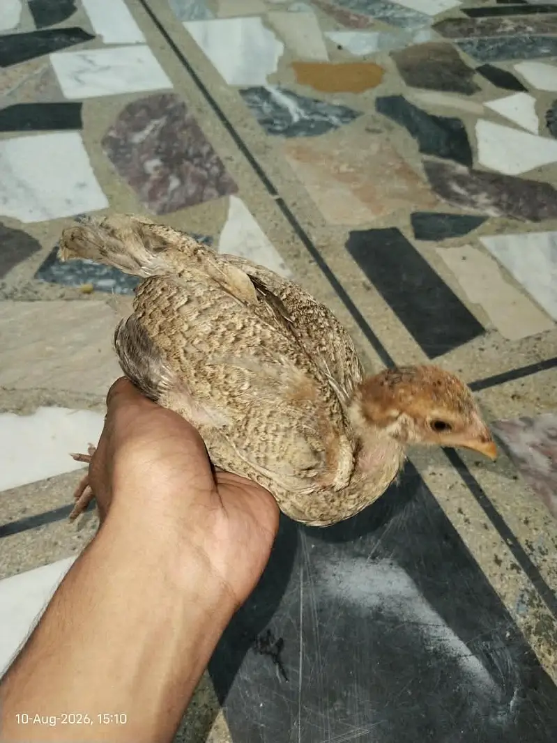 Healthy and Active Chicks For Sale in Rawalpindi — photo 9