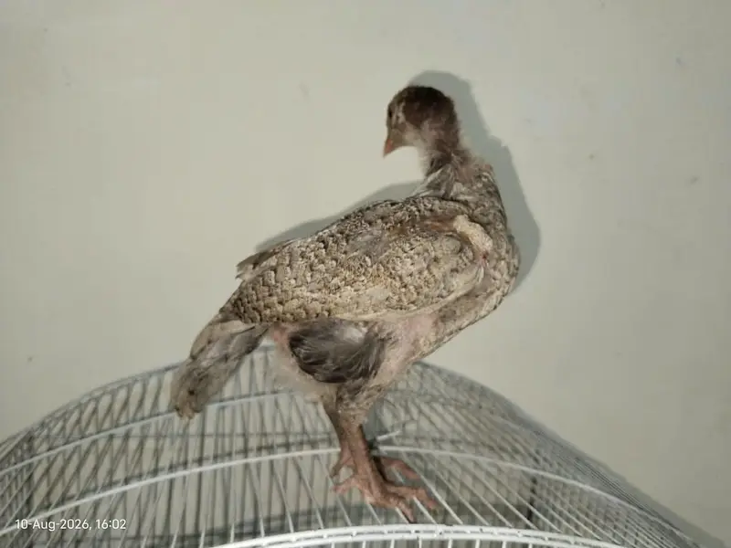 Healthy and Active Chicks For Sale in Rawalpindi — photo 10