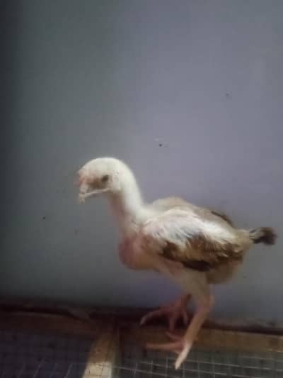 Aseel Chicks 1 Month Old - Pure Quality