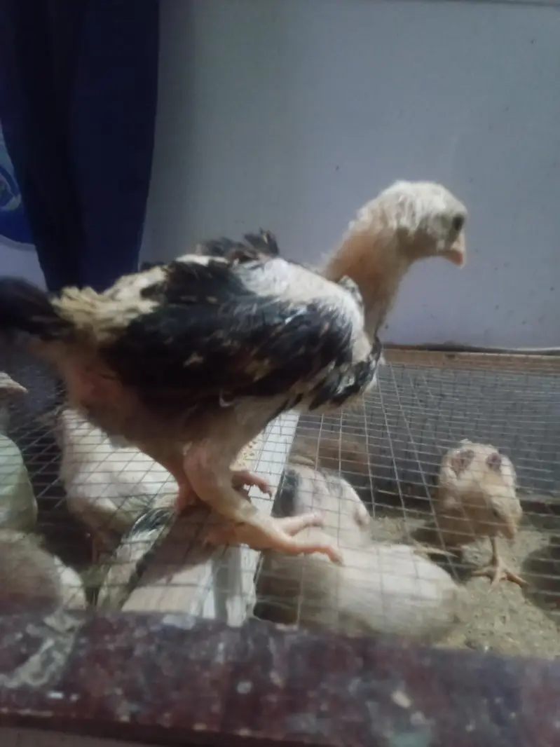 Aseel Chicks 1 Month Old - Pure Quality — photo 2