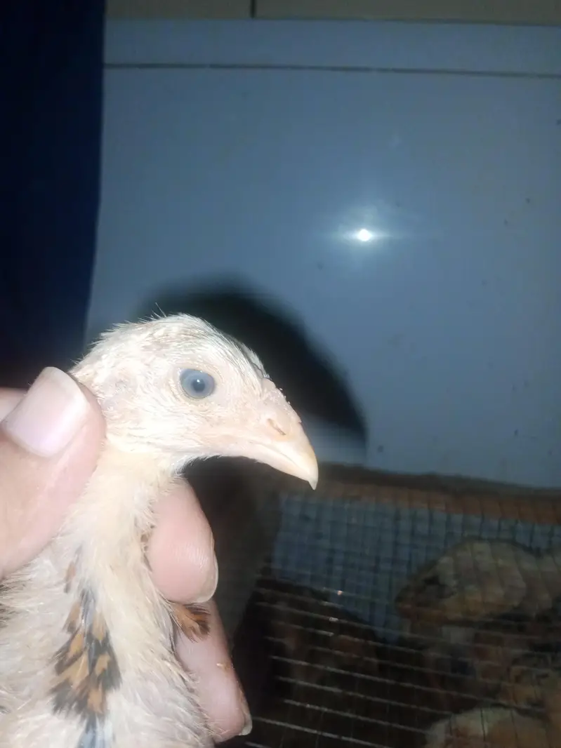 Aseel Chicks 1 Month Old - Pure Quality — photo 3