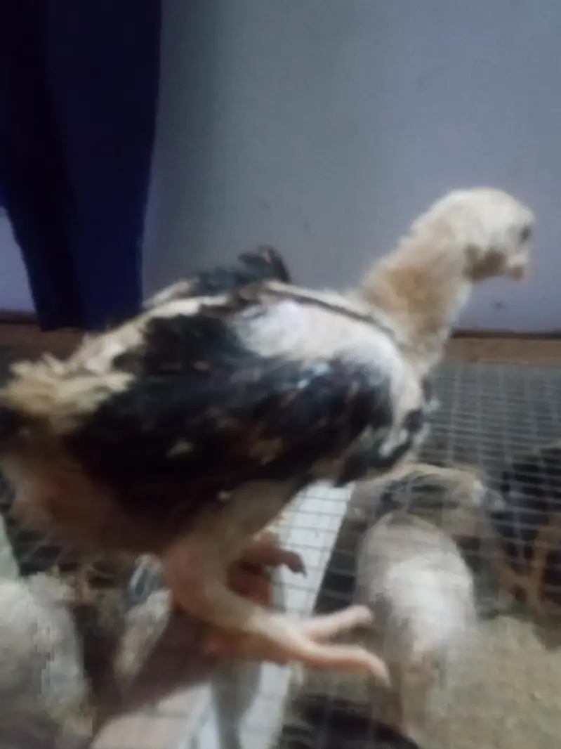 Aseel Chicks 1 Month Old - Pure Quality — photo 4