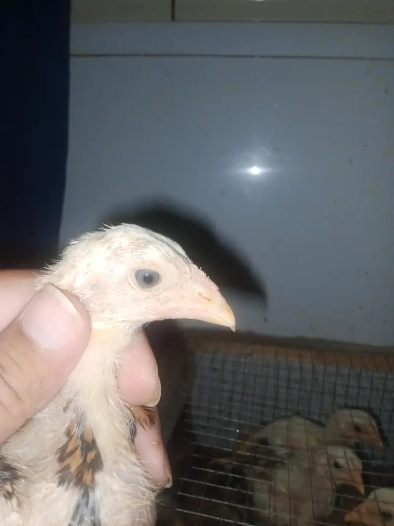 Aseel Chicks 1 Month Old - Pure Quality — photo 5