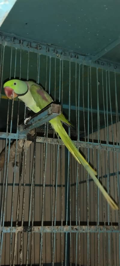 Raw  parrot