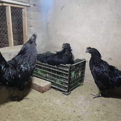 Ayam Camani For sale