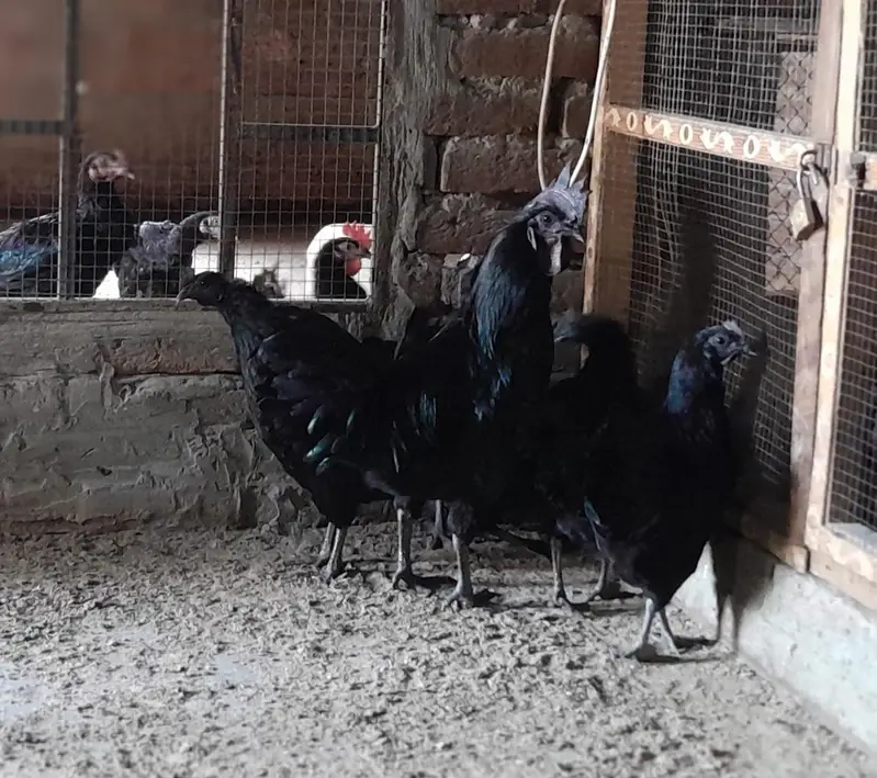 Ayam Camani For sale — photo 2