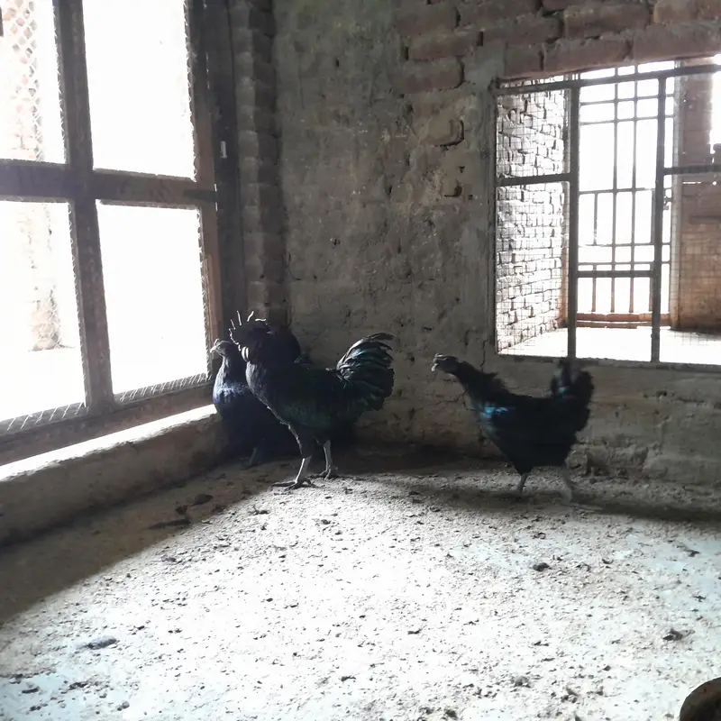 Ayam Camani For sale — photo 3