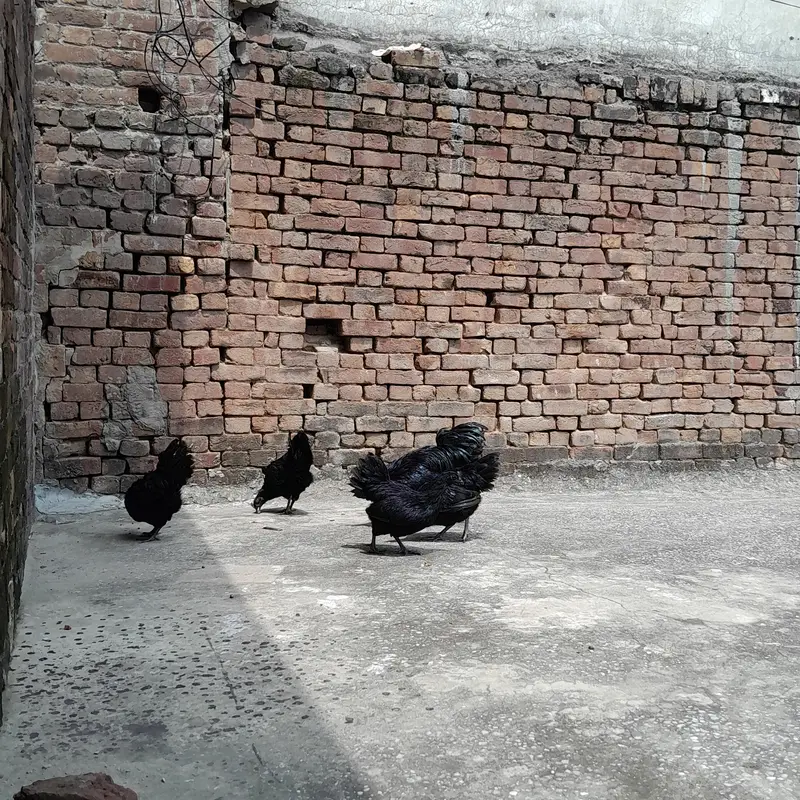 Ayam Camani For sale — photo 4