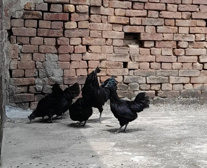Ayam Camani For sale — photo 5
