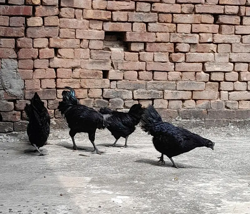 Ayam Camani For sale — photo 6