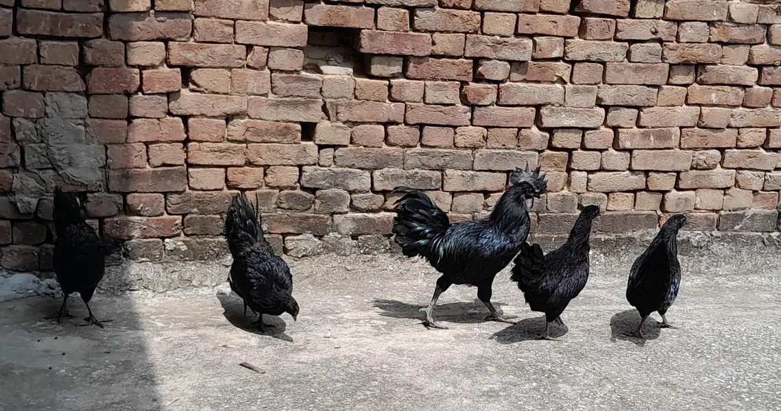 Ayam Camani For sale — photo 7