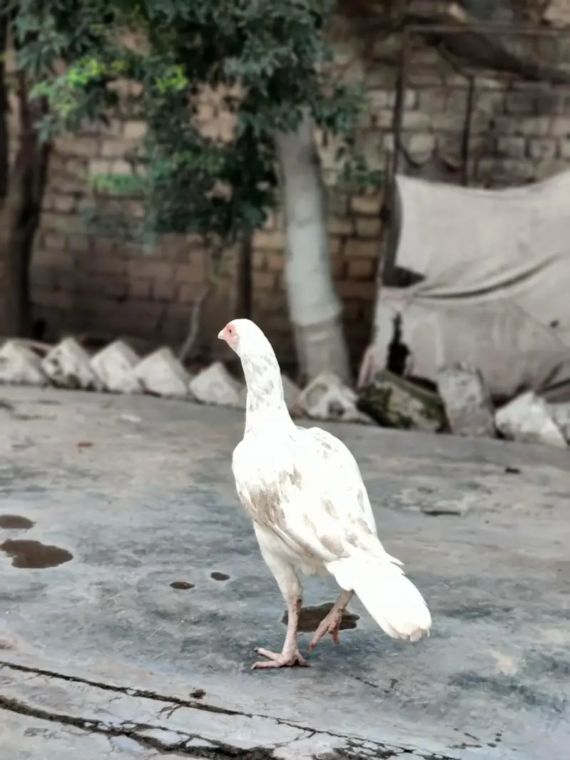 3 female 1 male — photo 2