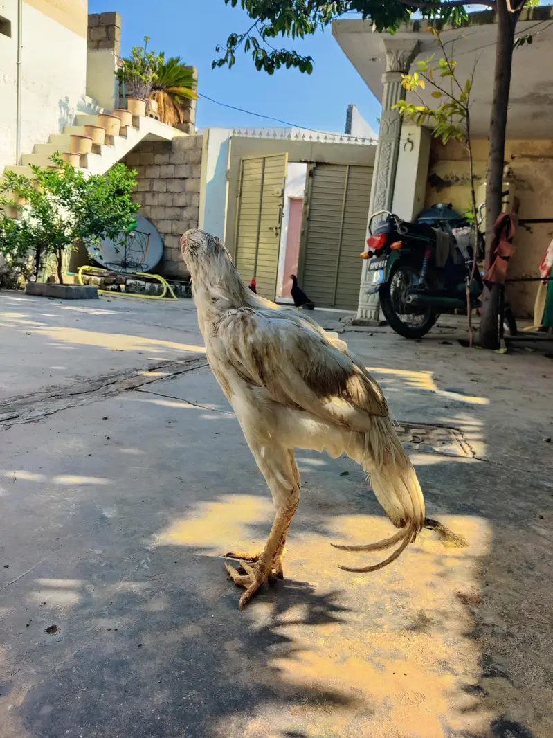 3 female 1 male — photo 3
