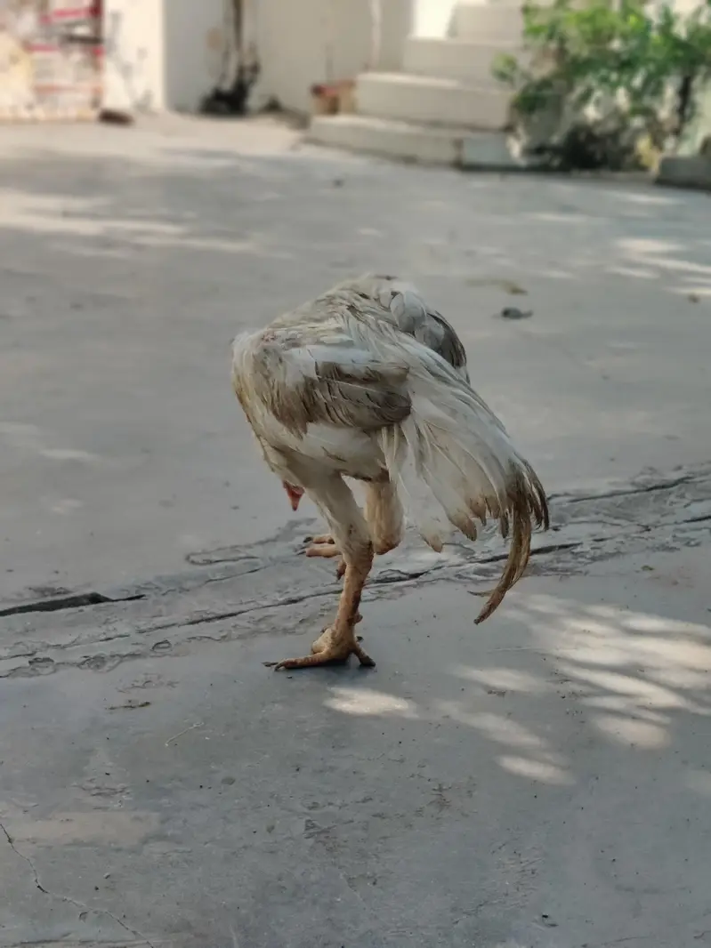 3 female 1 male — photo 5