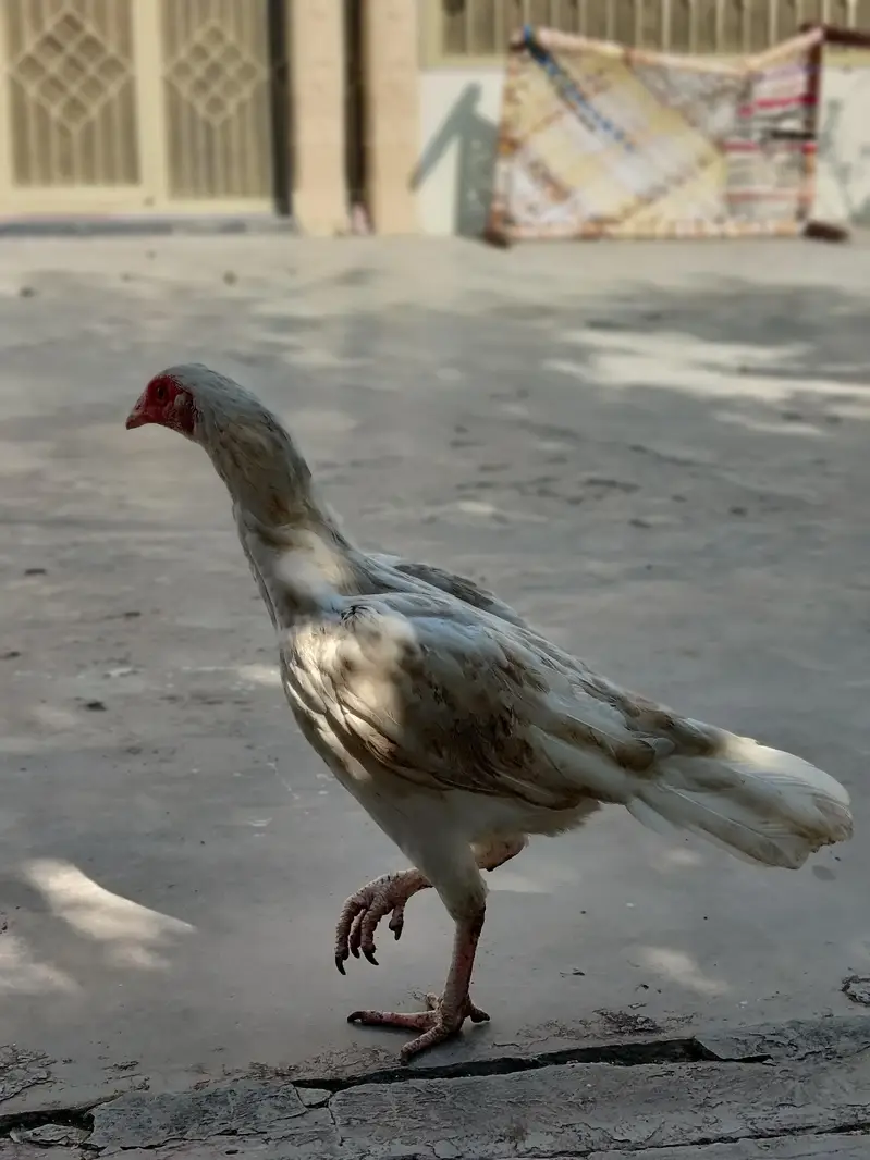 3 female 1 male — photo 6