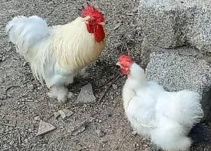 white bentum chicks
