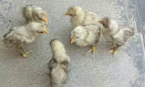 white bentum chicks — photo 2