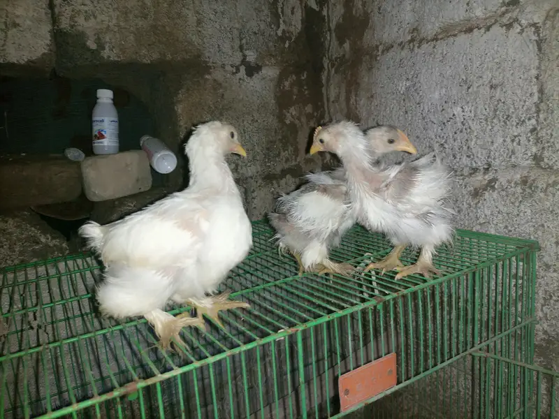 white bentum chicks — photo 3