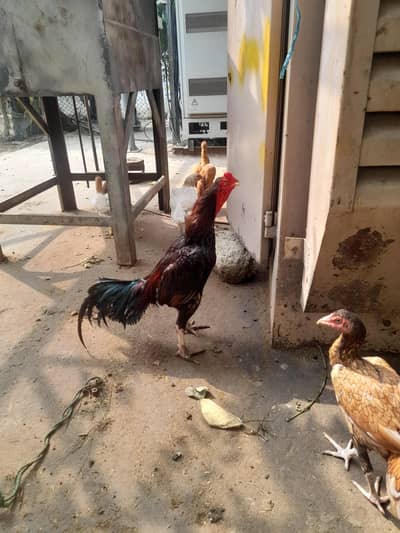 Aseel available ForeSale