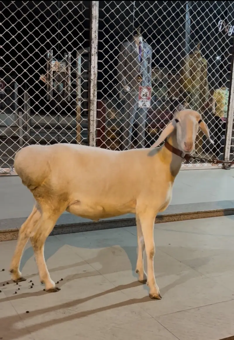 DUMBI FOR SALE AGE 10 MONTHS — photo 2