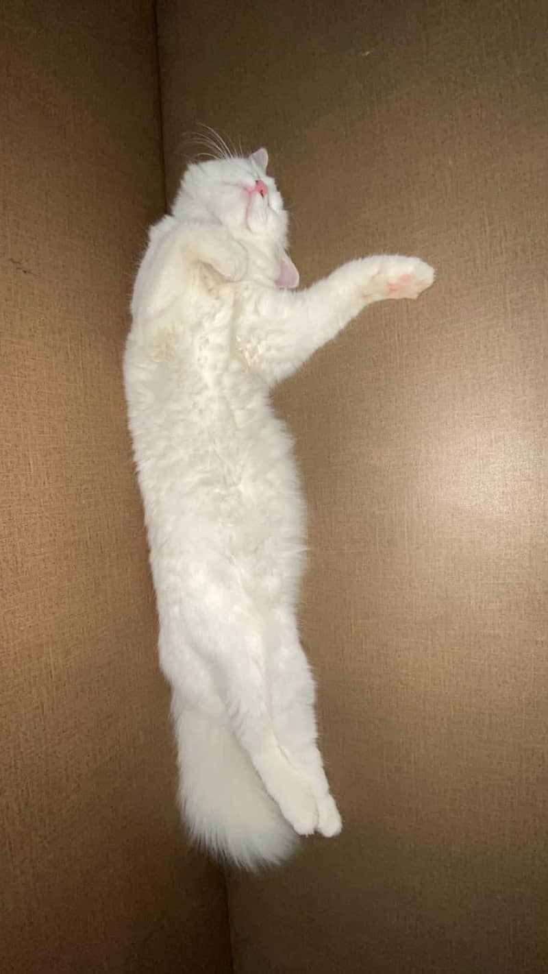 persion CAt 0