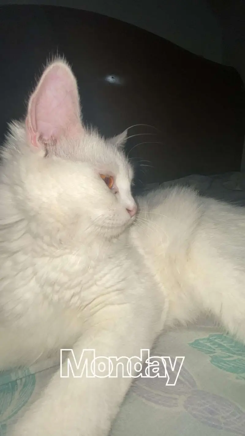 persion CAt — photo 2
