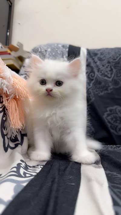 cute kitten 