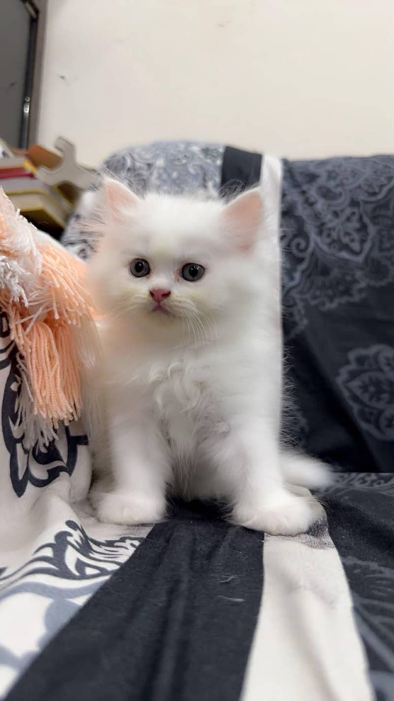 cute kitten  0
