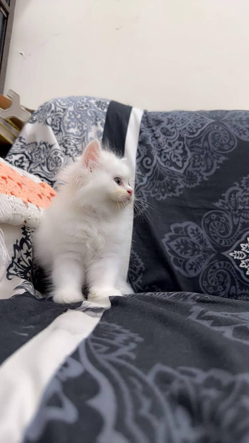 cute kitten  1