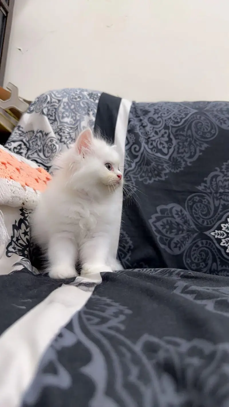 cute kitten  — photo 2