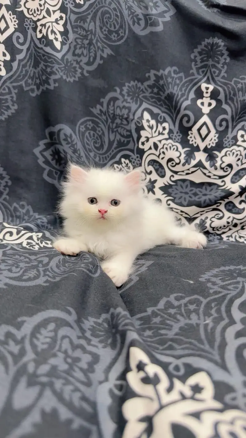 cute kitten  — photo 3