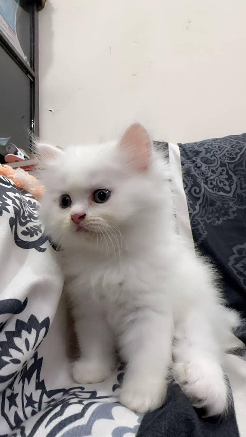 cute kitten  3