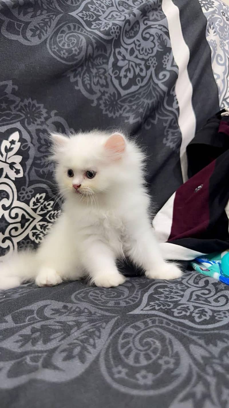 cute kitten  4