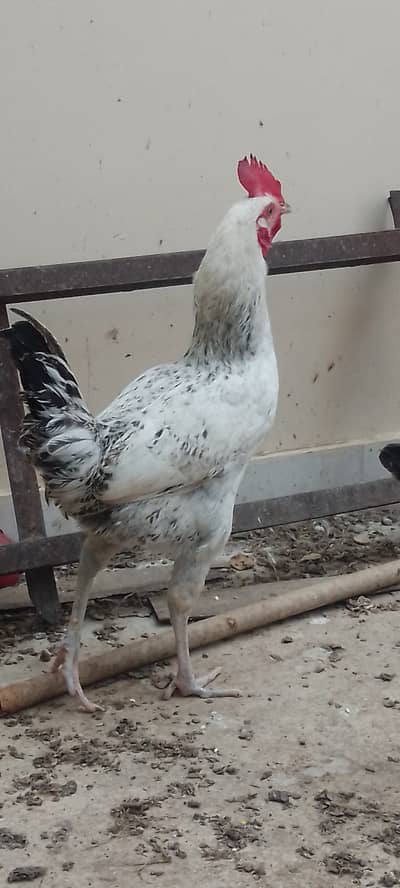 Misri hen
