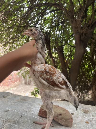 Aseel mianwali male patha+white brown male rabbit