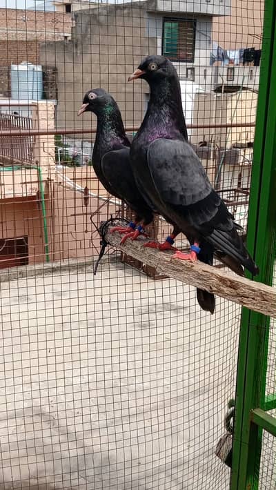 Black teddy breeder pair
