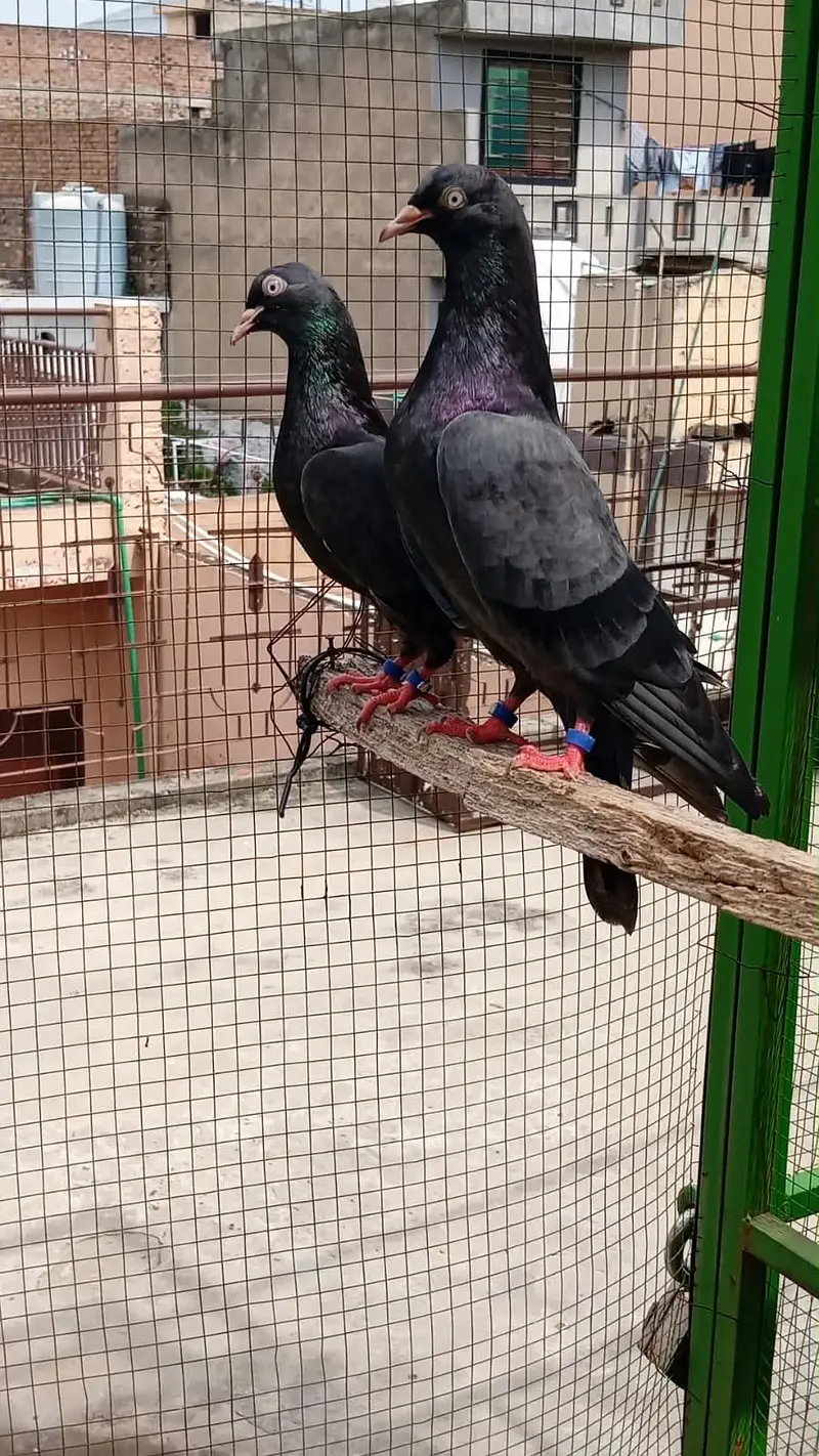 Black teddy breeder pair — photo 3