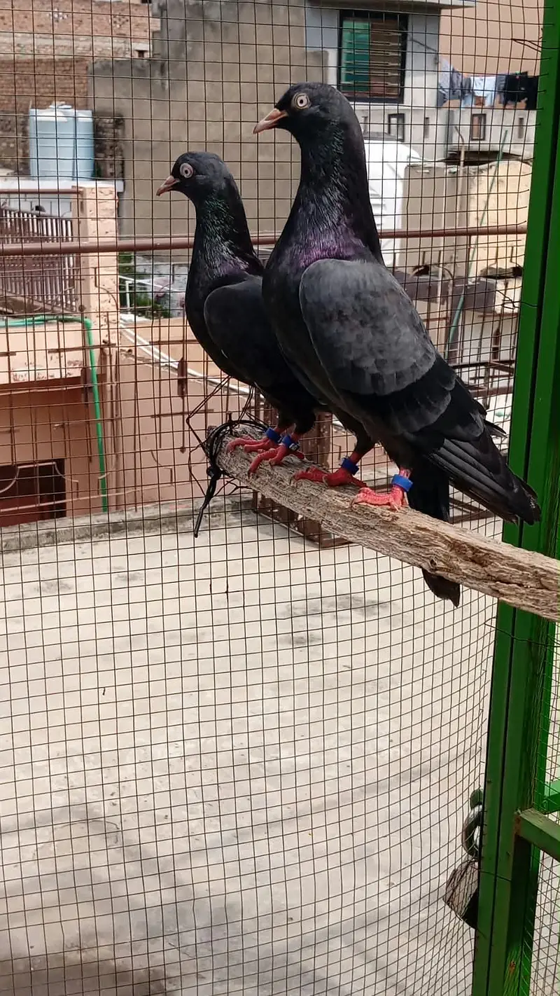 Black teddy breeder pair — photo 4
