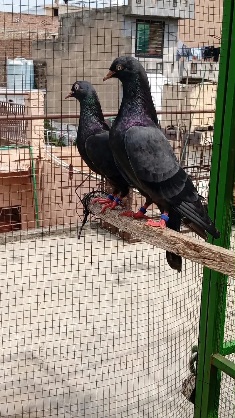 Black teddy breeder pair — photo 6