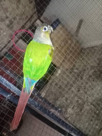 Green cheek conor for sale