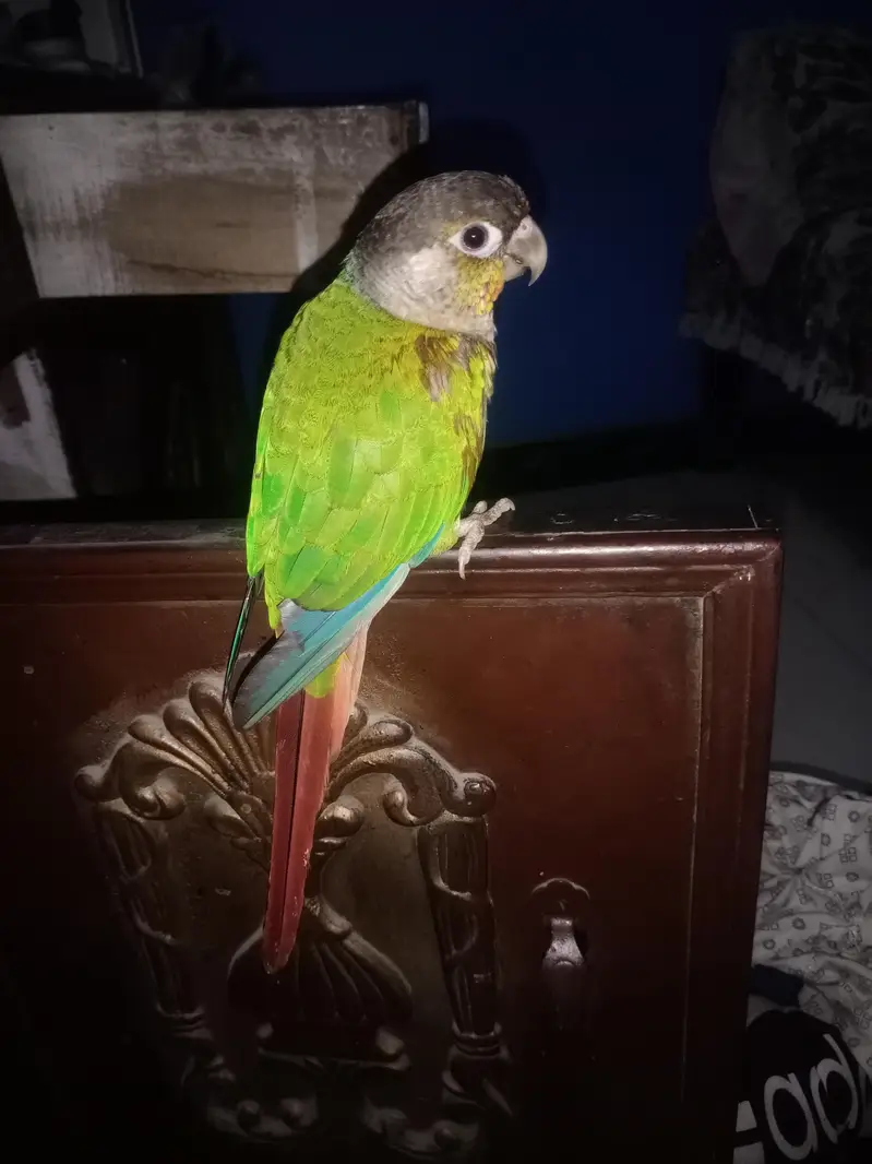 Green cheek conor for sale — photo 2