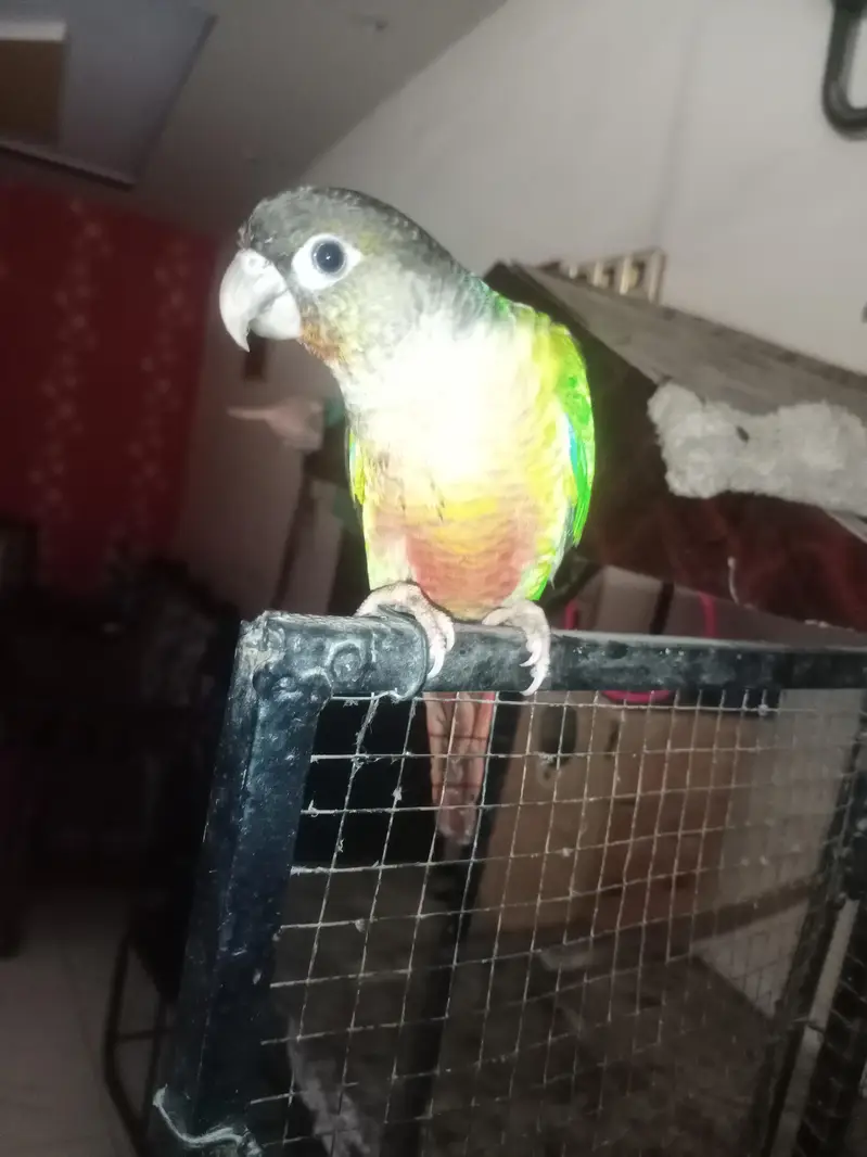 Green cheek conor for sale — photo 3