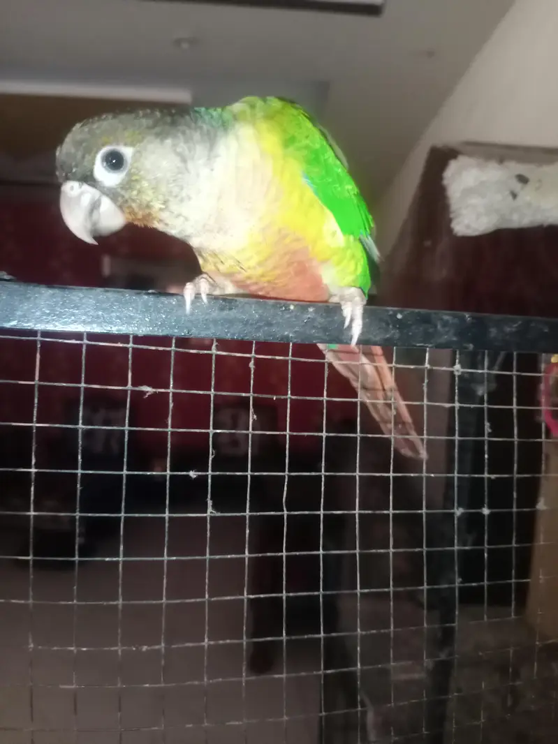 Green cheek conor for sale — photo 4