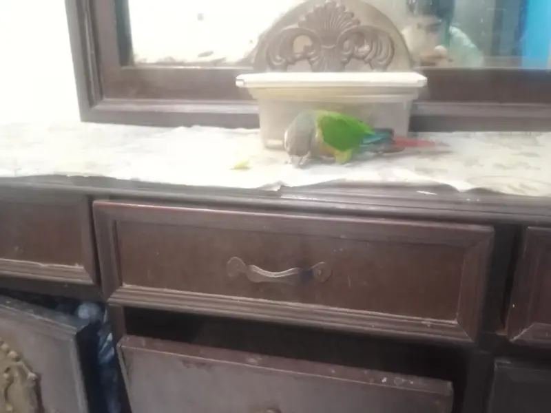 Green cheek conor for sale — photo 5
