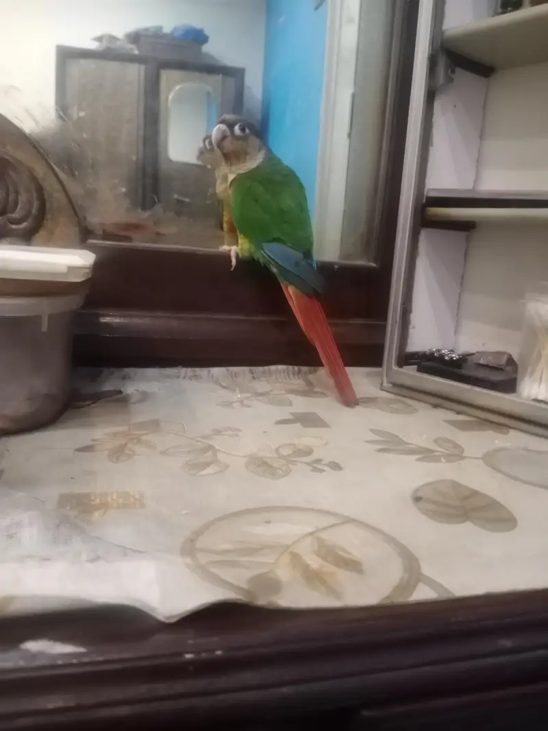 Green cheek conor for sale — photo 6