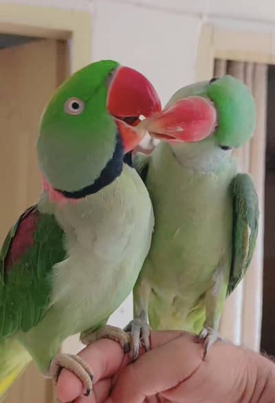 Raw Parrot Pair Handtame Friendly zero bite