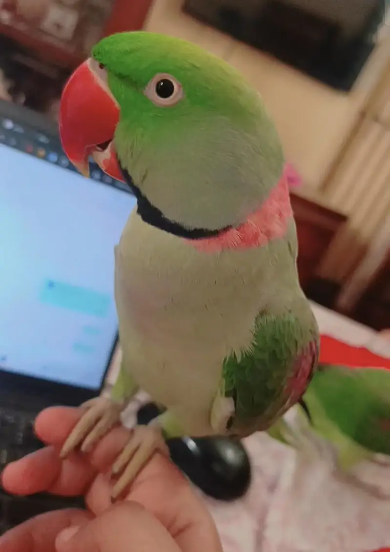 Raw Parrot Pair Handtame Friendly zero bite — photo 2